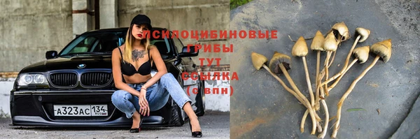 стаф Белокуриха
